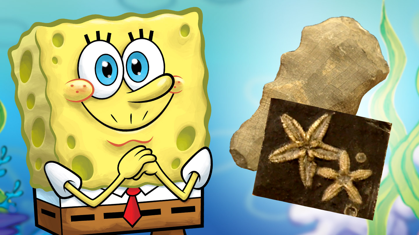 NickALive!: Ocean Institute Named Beneficiary of SpongeBob