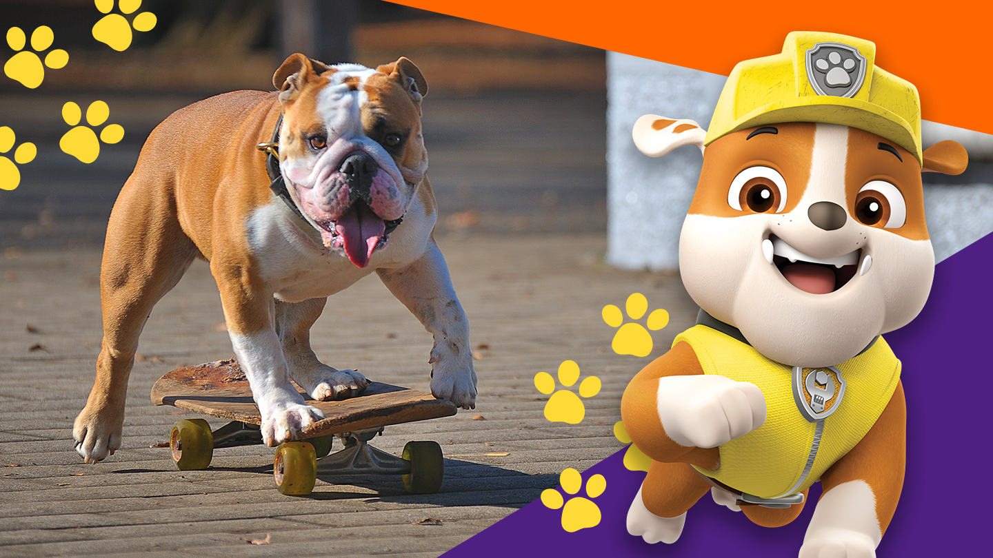 bulldog and rocky from PAW patrol image