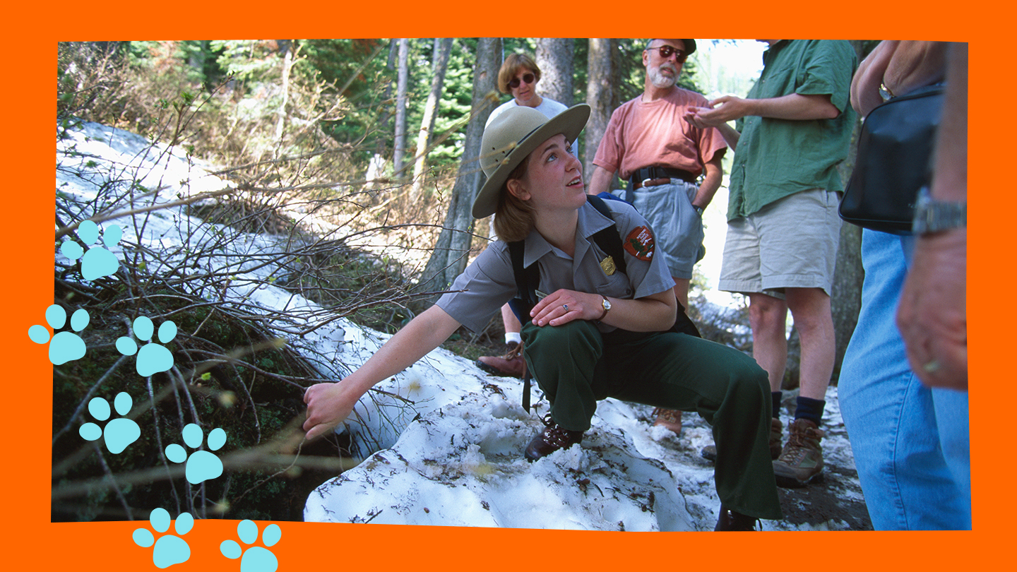 park ranger showing a group of individuals something in the trees image