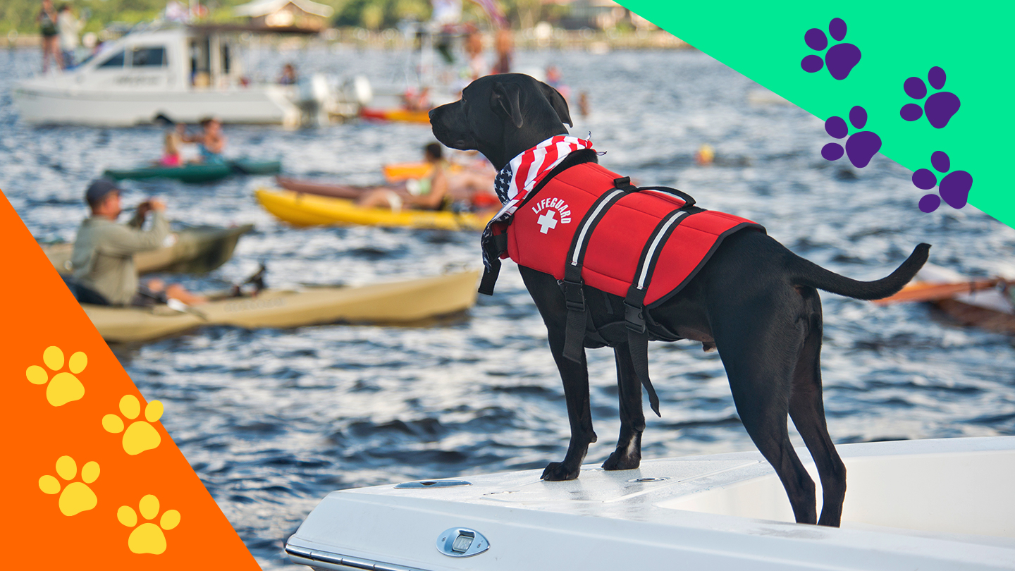 lifeguard rescue dog standing on a boat in a lake thumbnail